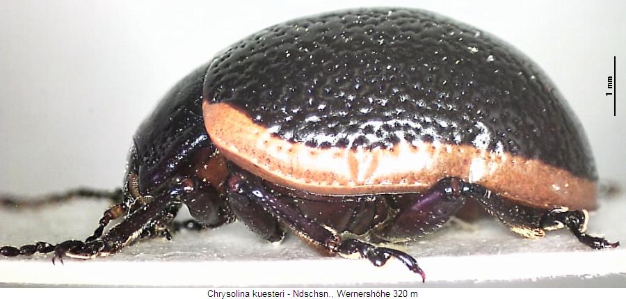 chrysolina_kuesteri_sa.jpg