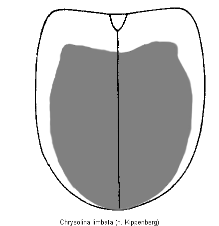 chrysolina_limbata_fld.gif