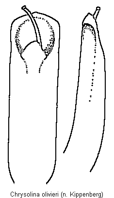 chrysolina_olivieri.gif