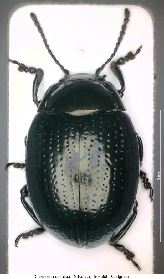 chrysolina_oricalcia_hab.jpg