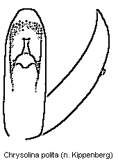 chrysolina_polita.gif