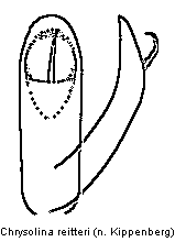 chrysolina_reitteri.gif