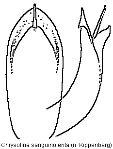 chrysolina_sanguinolenta.gif