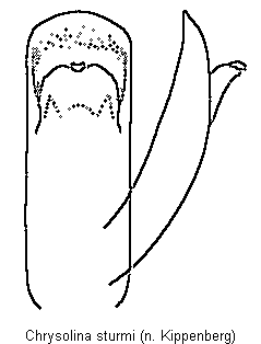 chrysolina_sturmi.gif