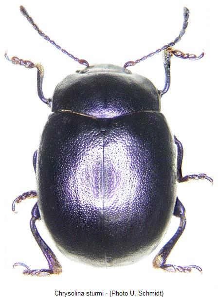 chrysolina_sturmi_hab.jpg