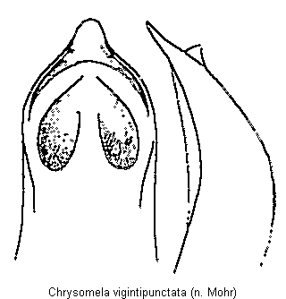 chrysomela_vigintipunctata.gif