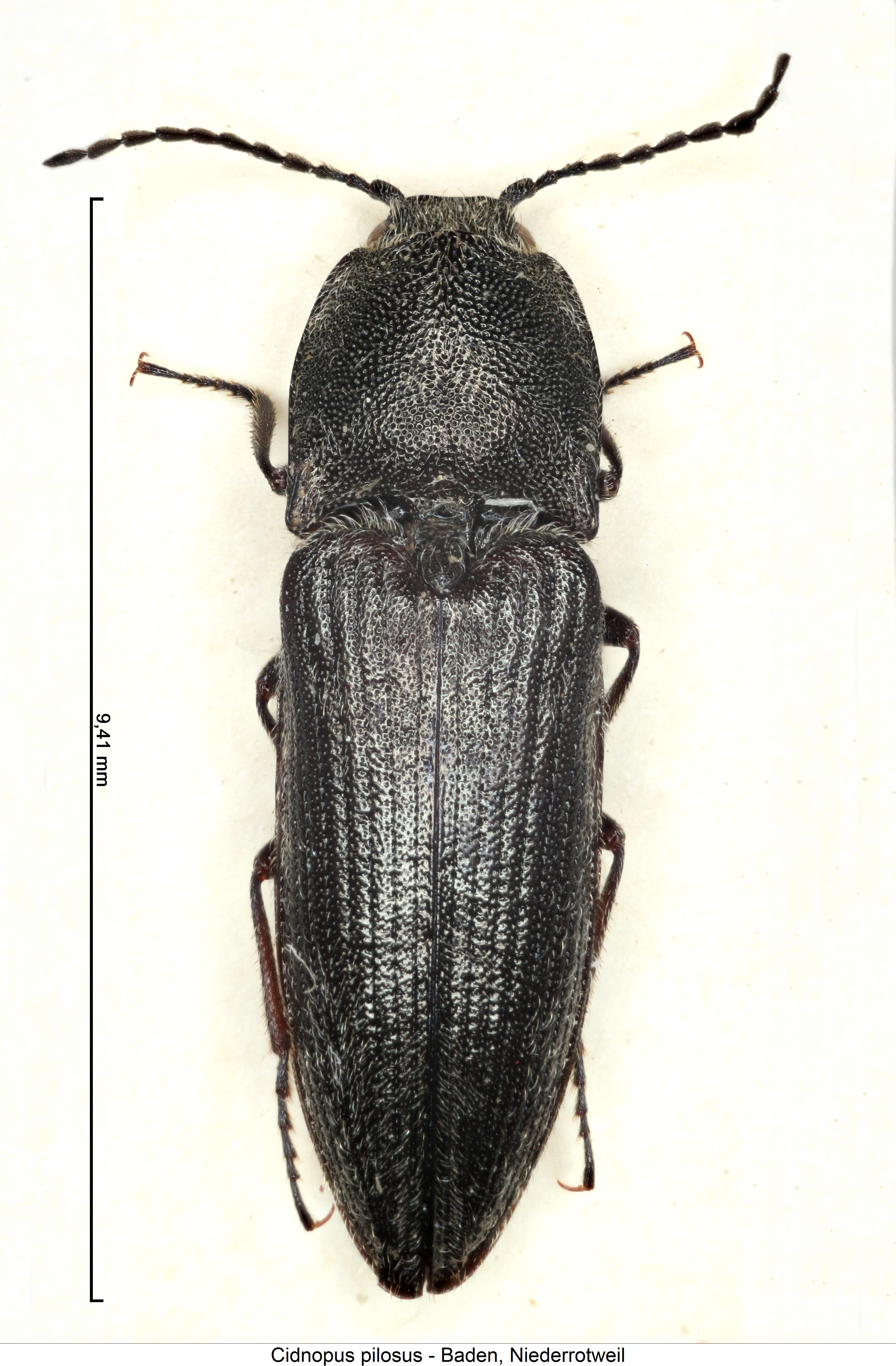 cidnopus_pilosus_hab.jpg