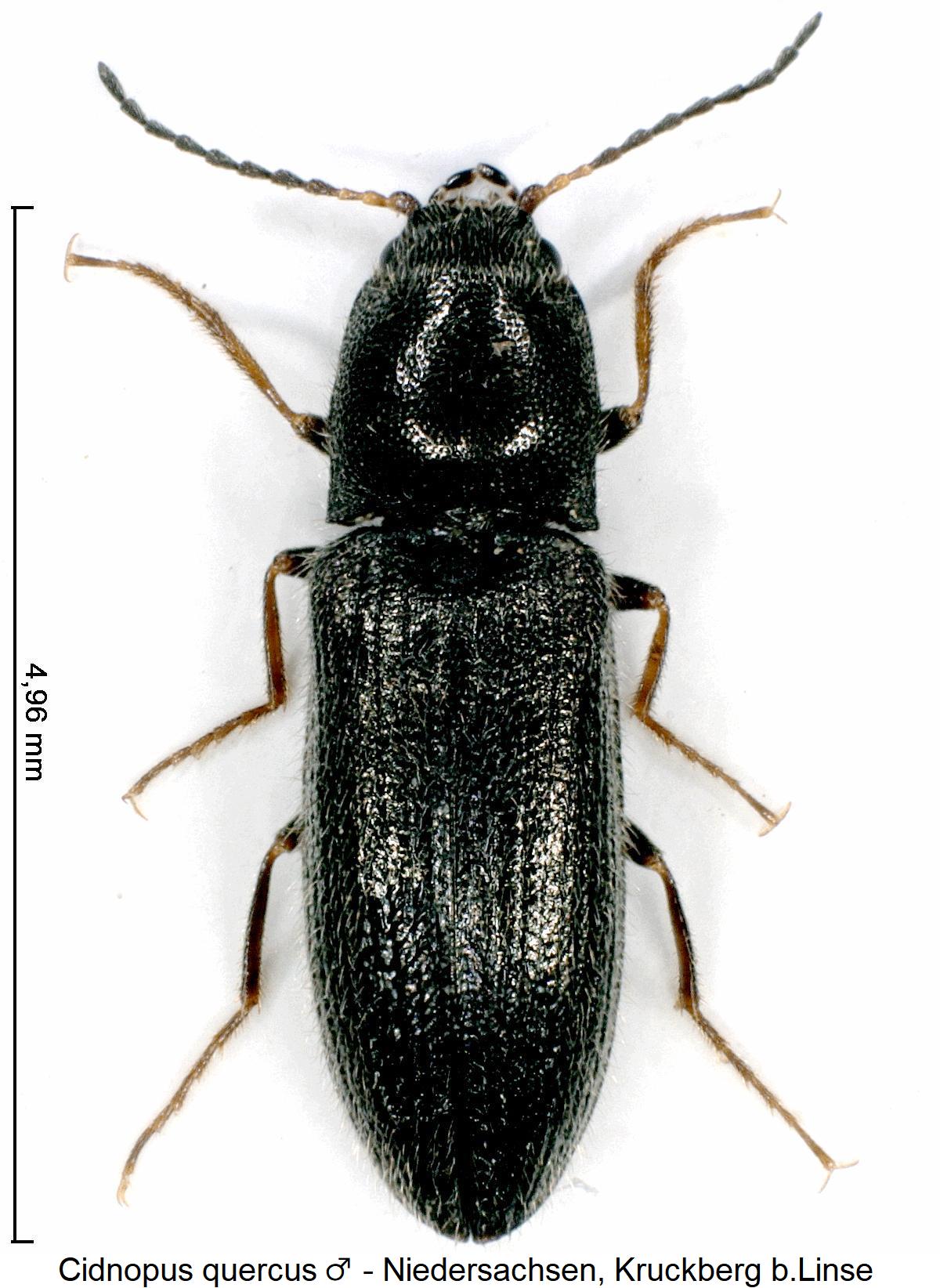 cidnopus_quercus_m_hab.jpg