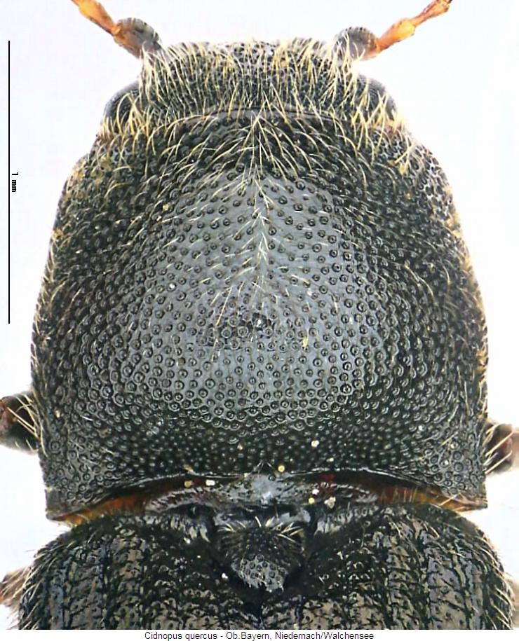 cidnopus_quercus_vk.jpg