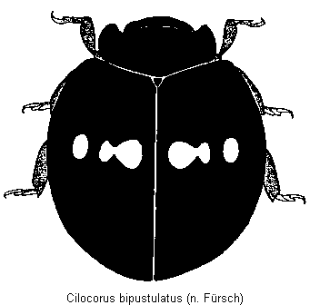 cilocorus_bipustulatus_hab.gif