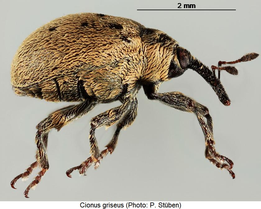 cionus_griseus_sa.jpg