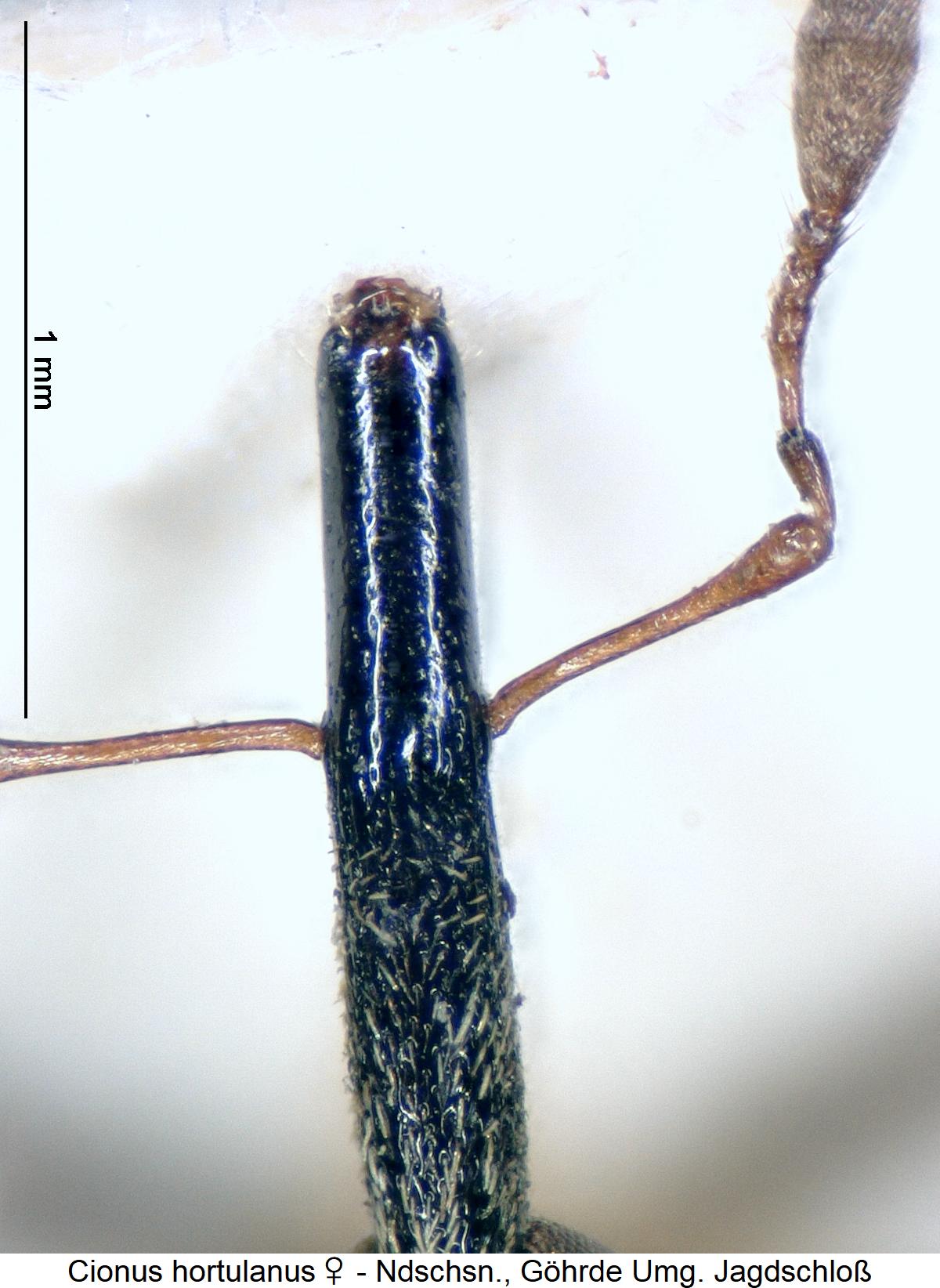 cionus_hortulanus_w_rsl.jpg