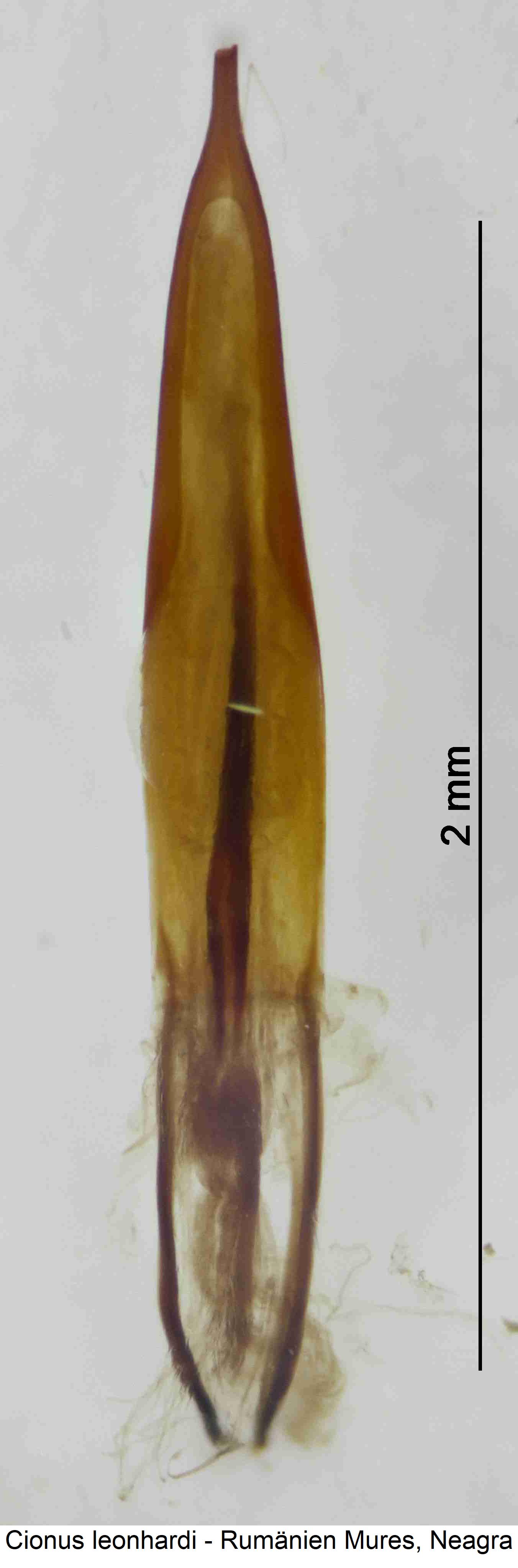 cionus_leonhardi.jpg