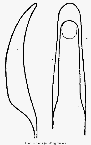 cionus_olens1.gif
