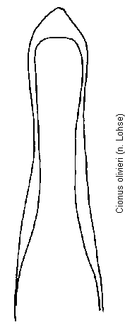 cionus_olivieri.gif