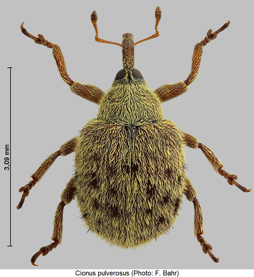 cionus_pulverosus_hab.jpg