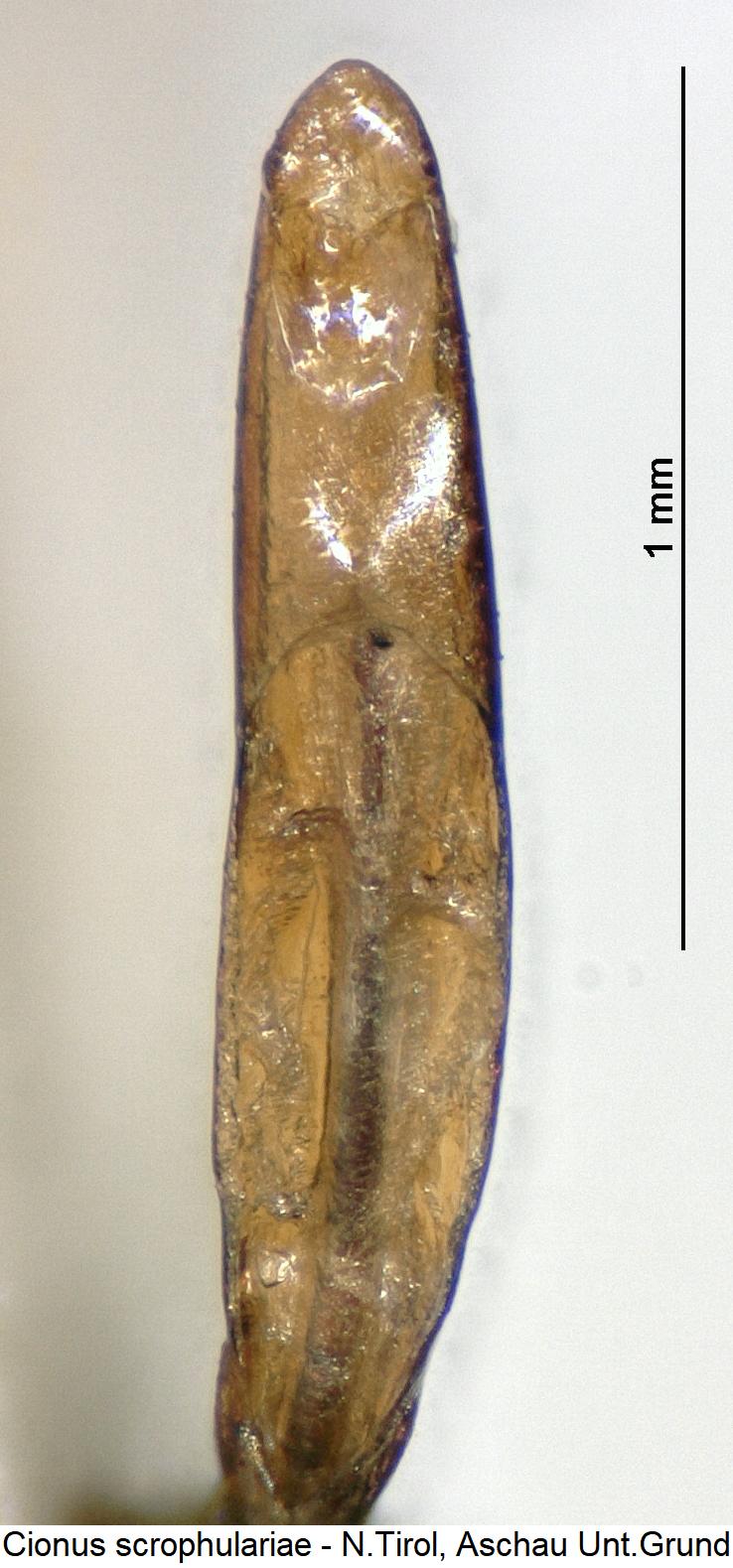 cionus_scrophulariae.jpg