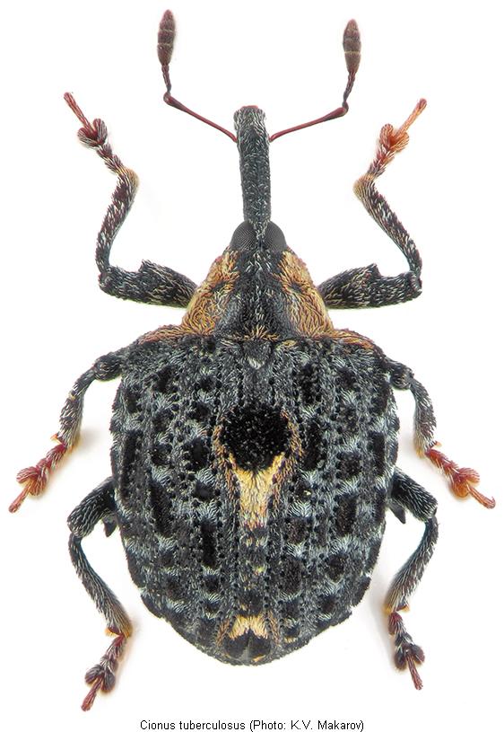 cionus_tuberculosus_hab.jpg