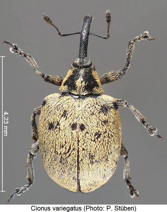 cionus_variegatus_hab.jpg