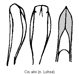cis_alni.gif