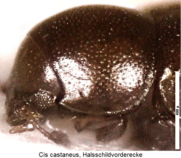 cis_castaneus_vk-20240204.jpg