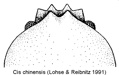 cis_chinensis_k.gif