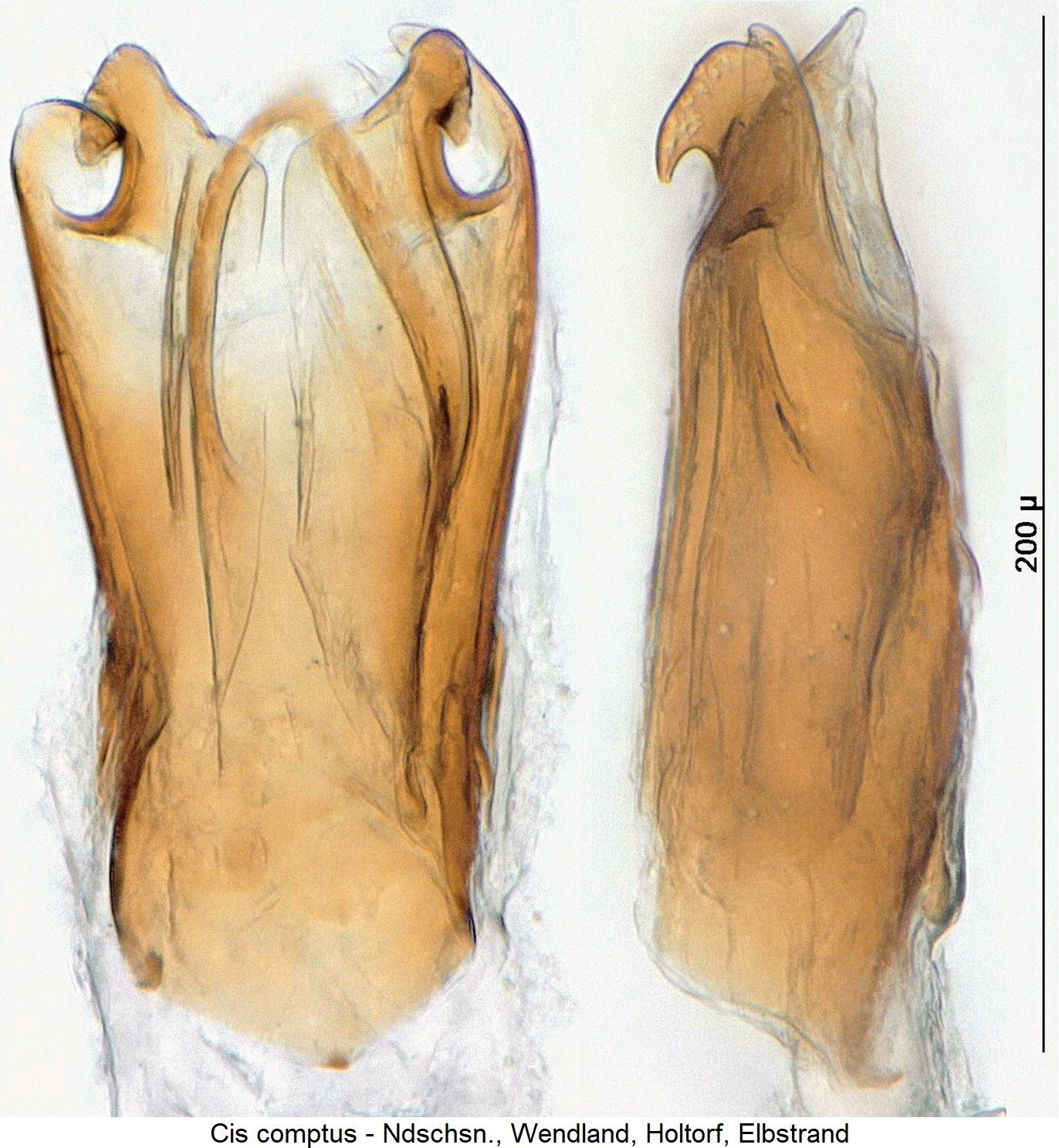 cis_comptus1-20240204.jpg