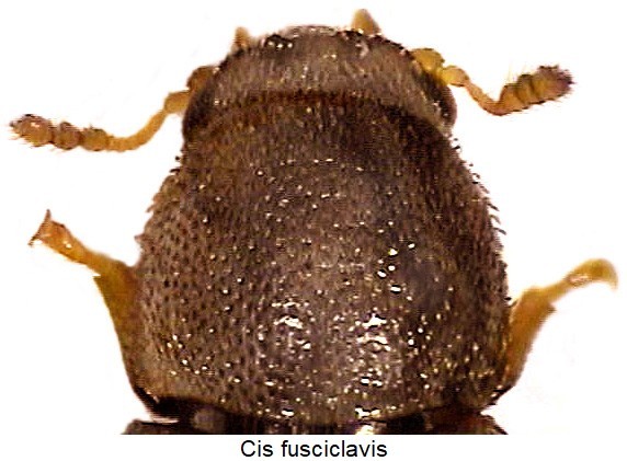 cis_fusciclavis_vk-20240204.jpg