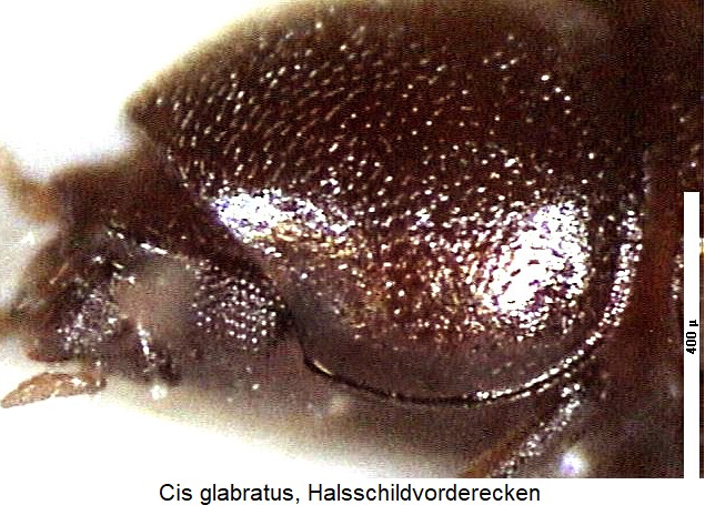 cis_glabratus_vk-20220201.jpg