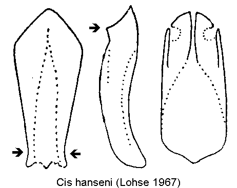 cis_hanseni-20240204.gif