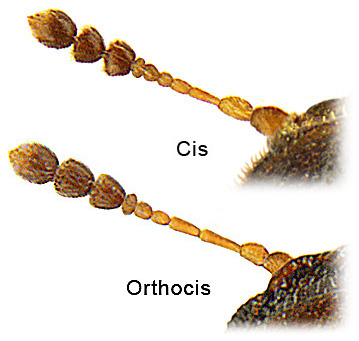 cis_orthocis_fhl2.jpg