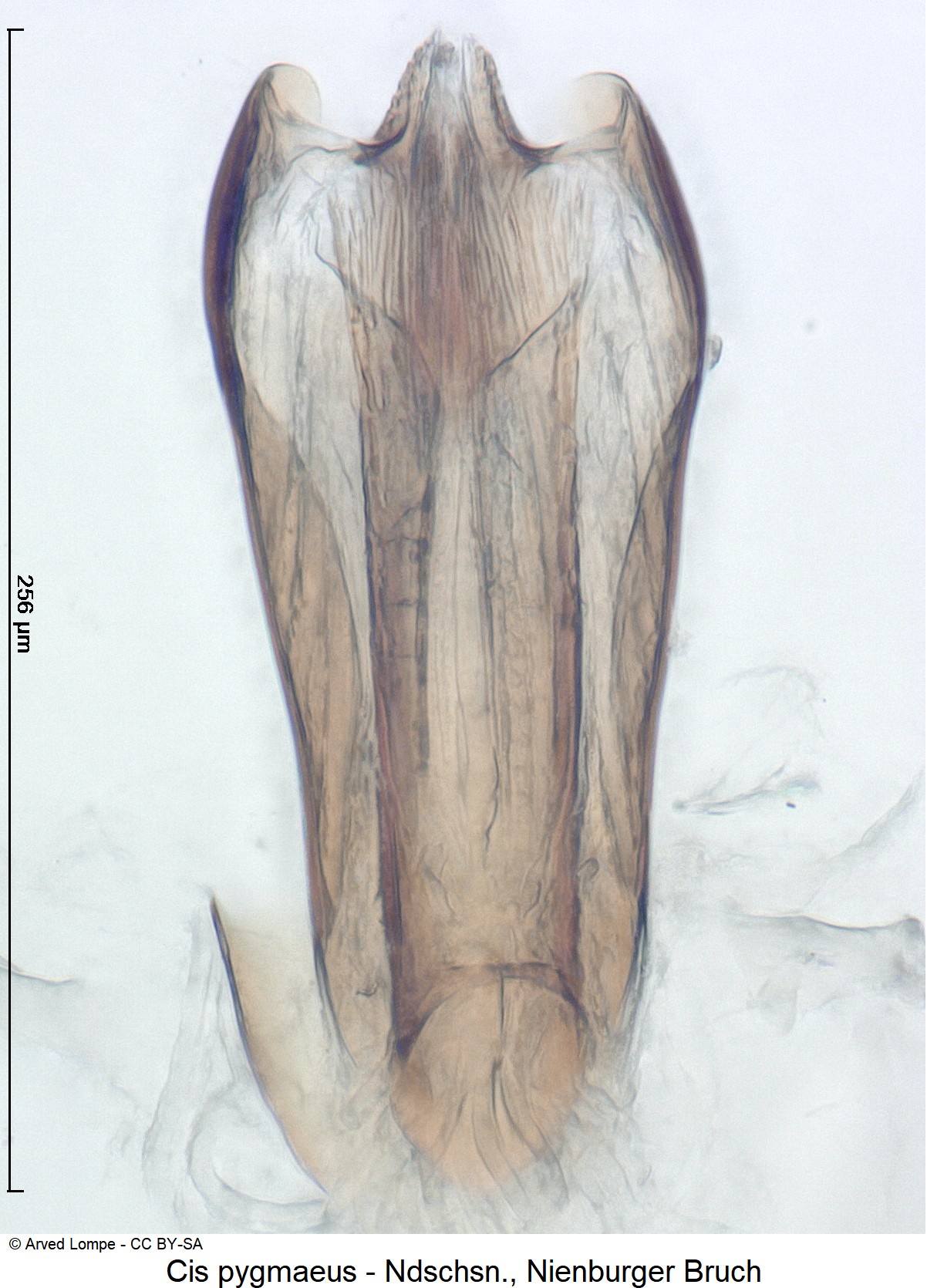 cis_pygmaeus_ck36052879.jpg