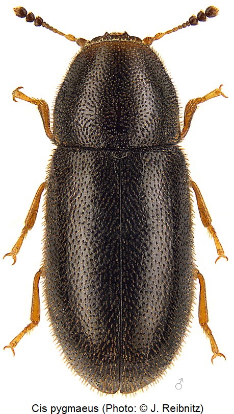 cis_pygmaeus_rbn.jpg