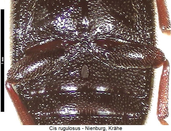cis_rugulosus_us.jpg