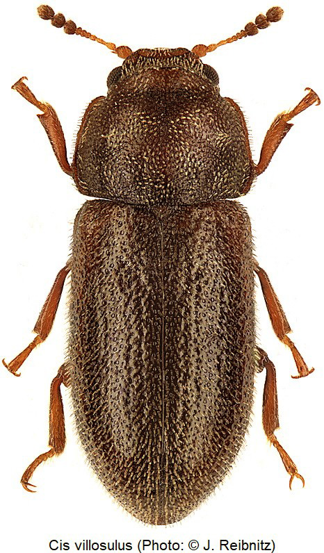 cis_villosulus_hab_rbn.jpg