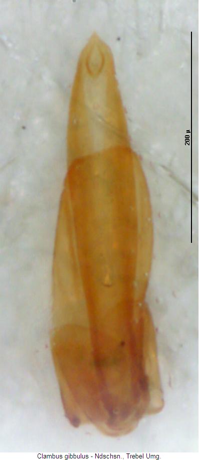 clambus_gibbulus.jpg