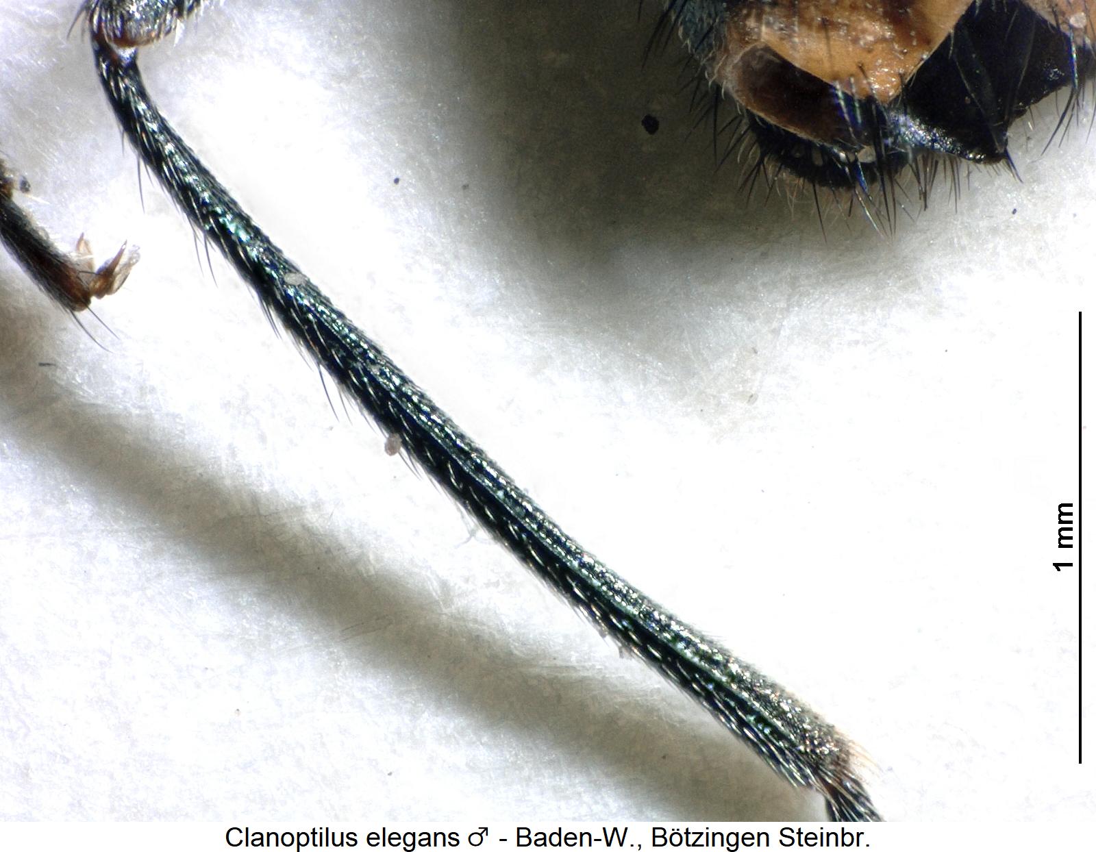clanoptilus_elegans_m_hschn.jpg