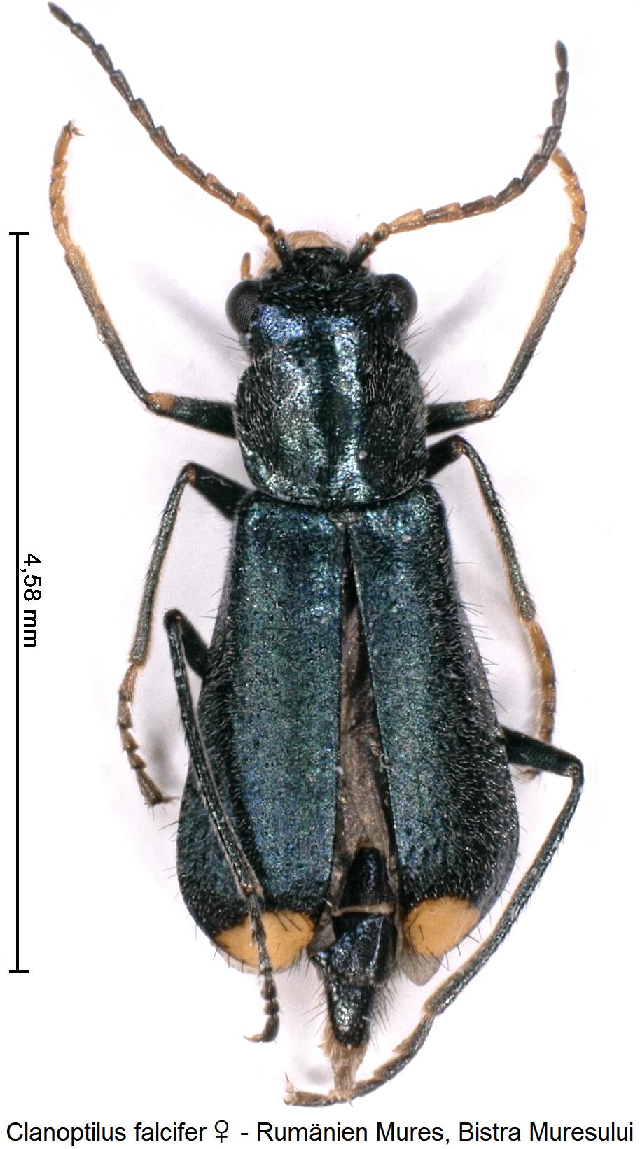 clanoptilus_falcifer_w_hab.jpg
