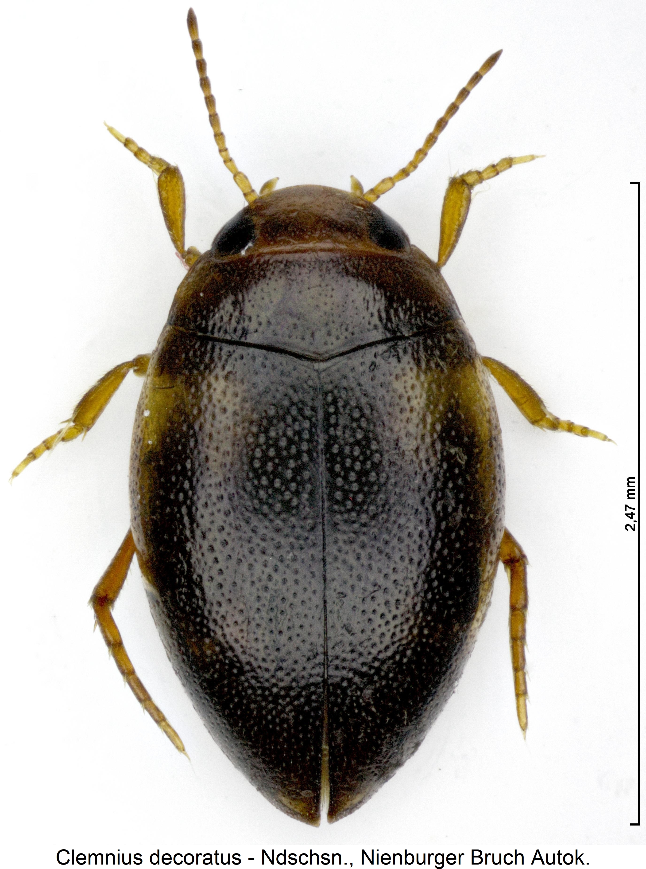 clemnius_decoratus_hab2.jpg