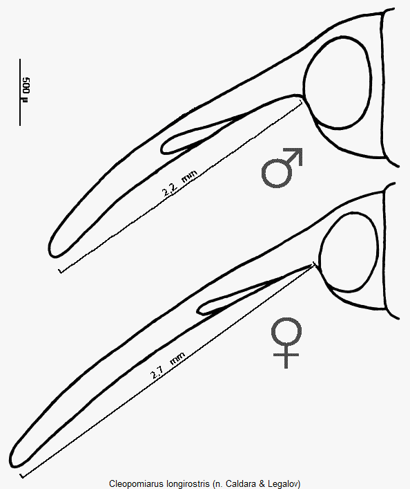 cleopomiarus_longirostris_k.gif