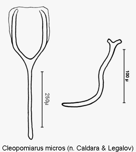 cleopomiarus_micros_sperm.gif