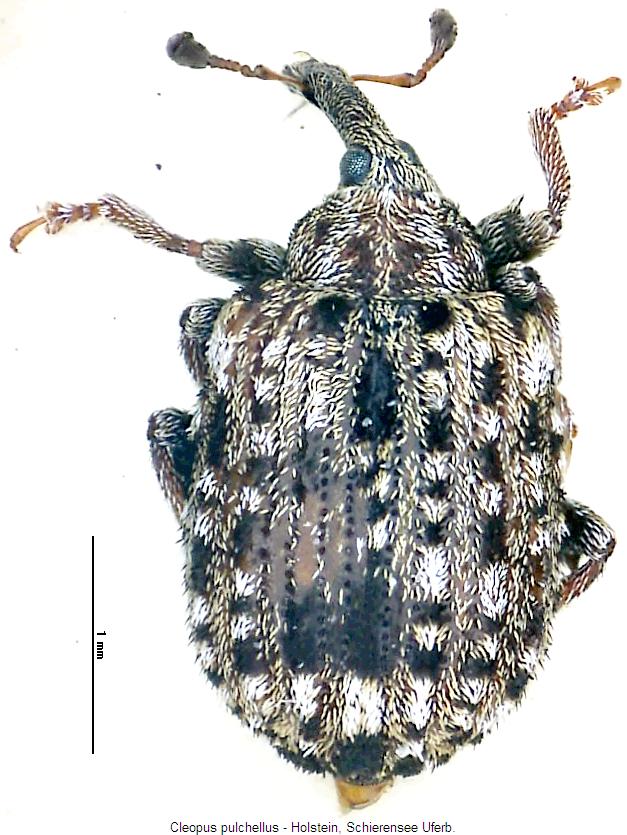 cleopus_pulchellus_hab.jpg