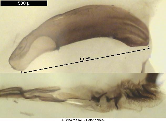 clivina_fossor.jpg