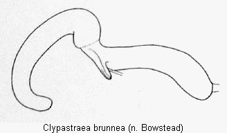 clypastraea_brunneasperm.gif