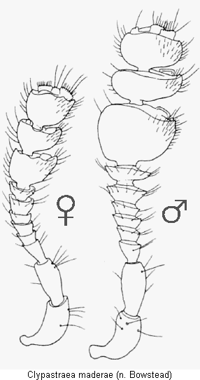 clypastraea_maderae_f.gif