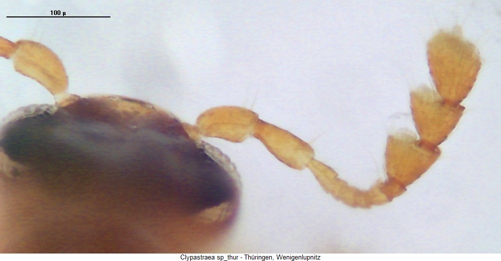clypastraea_sp_thur_f.jpg