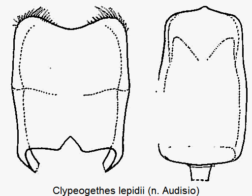 clypeogethes_lepidii.gif