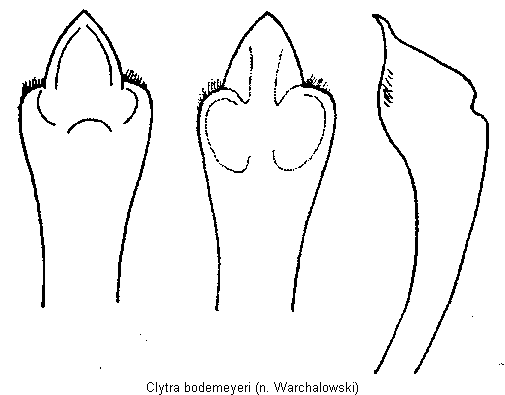 clytra_bodemeyeri.gif