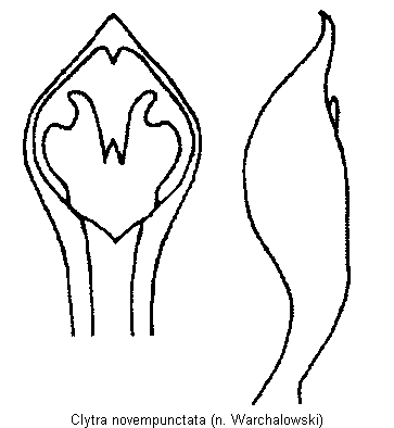 clytra_novempunctata.gif