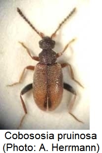 cobososia_pruinosa_hab.jpg